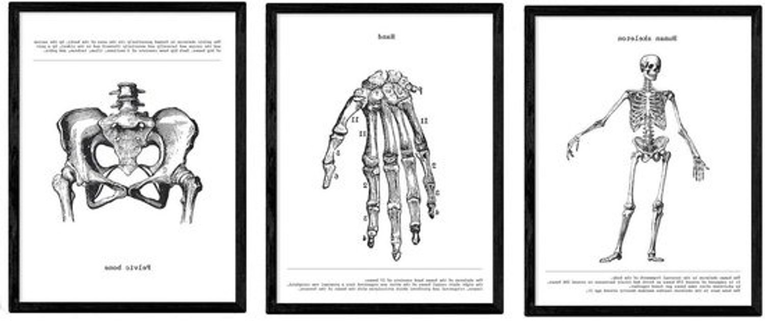 Anatomieposters - Posters van het lichaam - Hulp bij studie - Vintage zwart-wit - A4-formaat - Zwart-wit