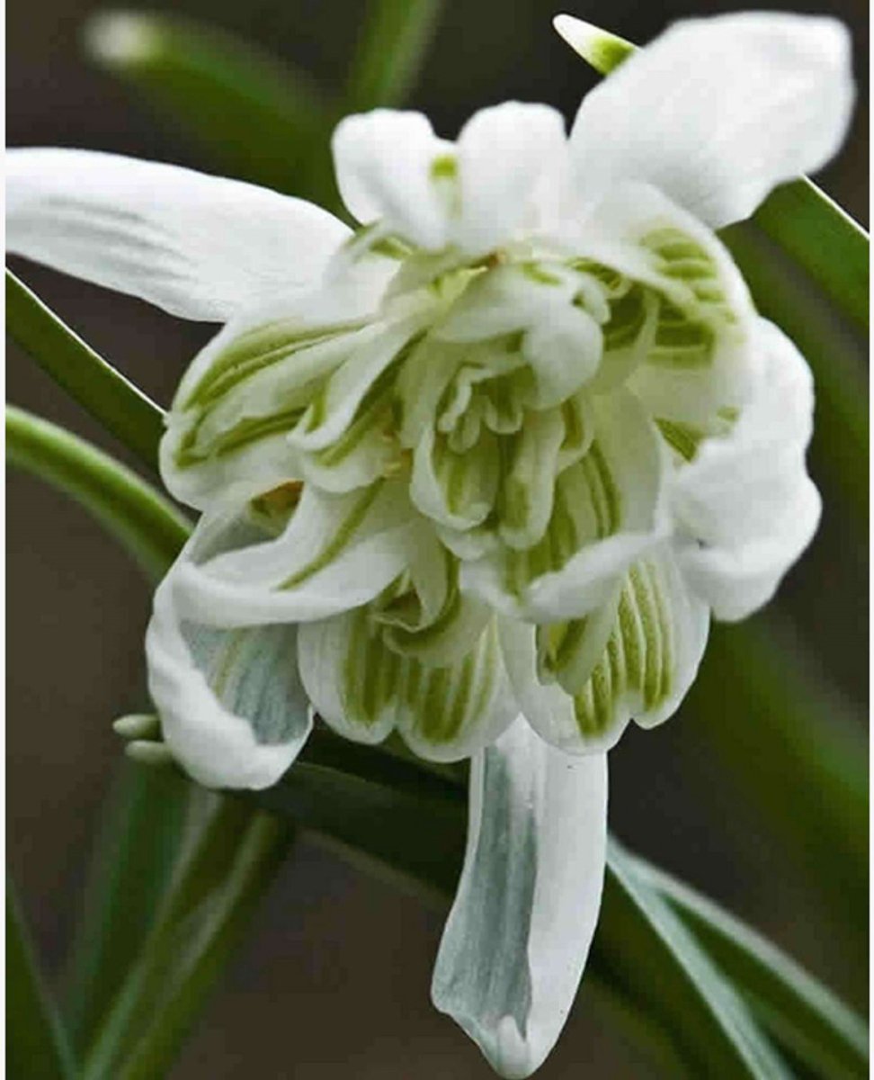 Sneeuwklokje (Galanthus) - s Flore Pleno - nivalis - Bijen-Vlinders - Voorjaarsbollen - bloeit in Januari / Februari / Maart