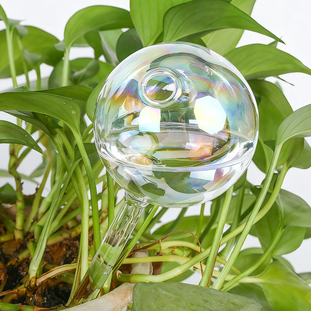 Dailygoods - 150 ml Navulbare Waterballen voor Planten - Irrigatie Dispenser met Verdampingsbeveiliging