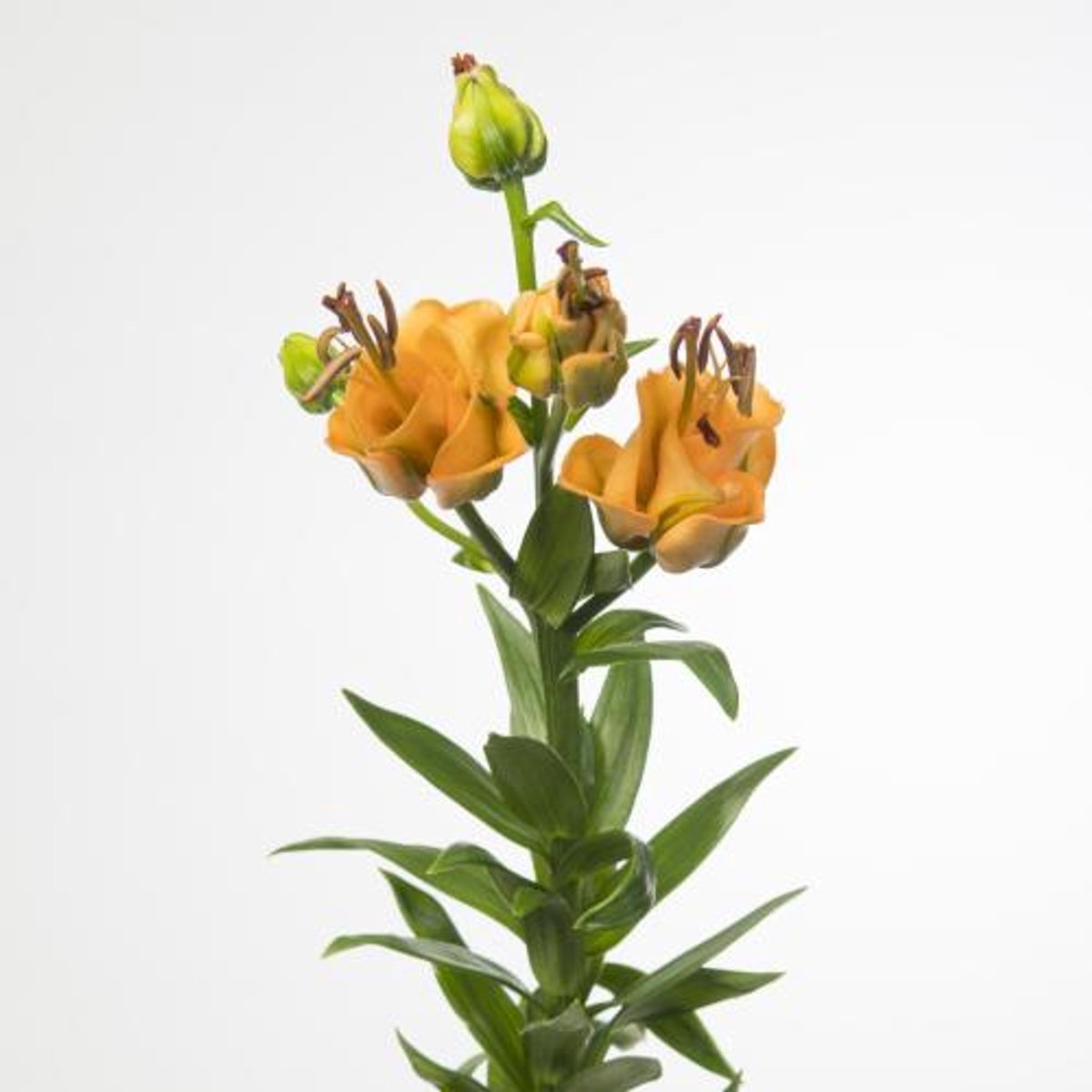 10x Lil.apricot fudge 70cm