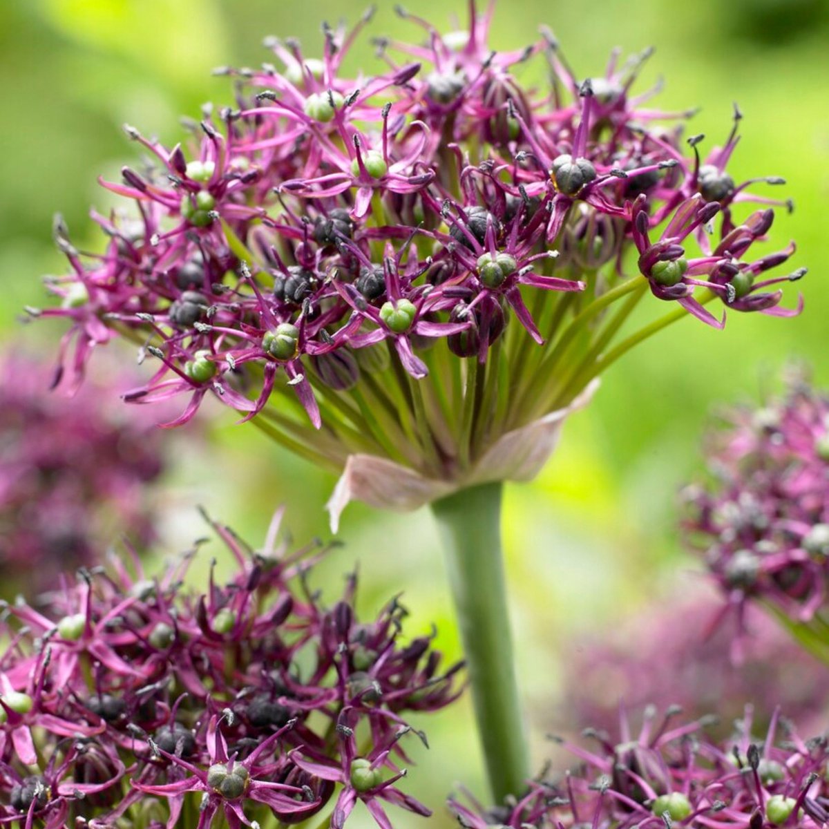 Allium atropurpureum - Sierui - Bijen-Vlinders - Snijbloemen - Voorjaarsbollen - bloeit in Mei / Juni