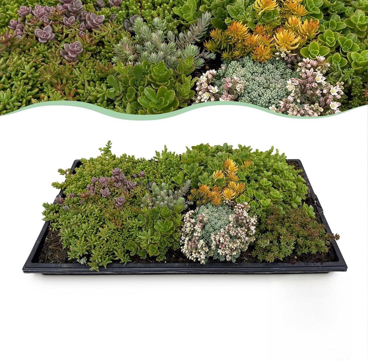 Vegetatiematten Sedum - Bodembedekkers Groen - Tuin Aankleden - Winterharde Mix - 50 x 30 cm - Meerkleurig