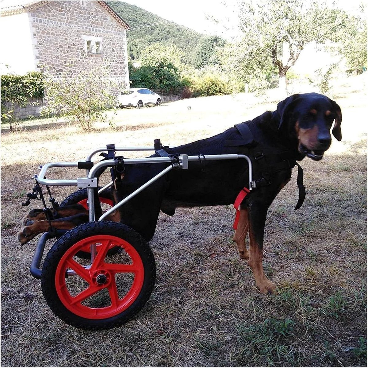 Honden Rolstoel - Mobiliteitshulp Honden - Ondersteuning Lopen - Verstelbaar Ontwerp - Verkrijgbaar in L XL - Aluminiumkleur