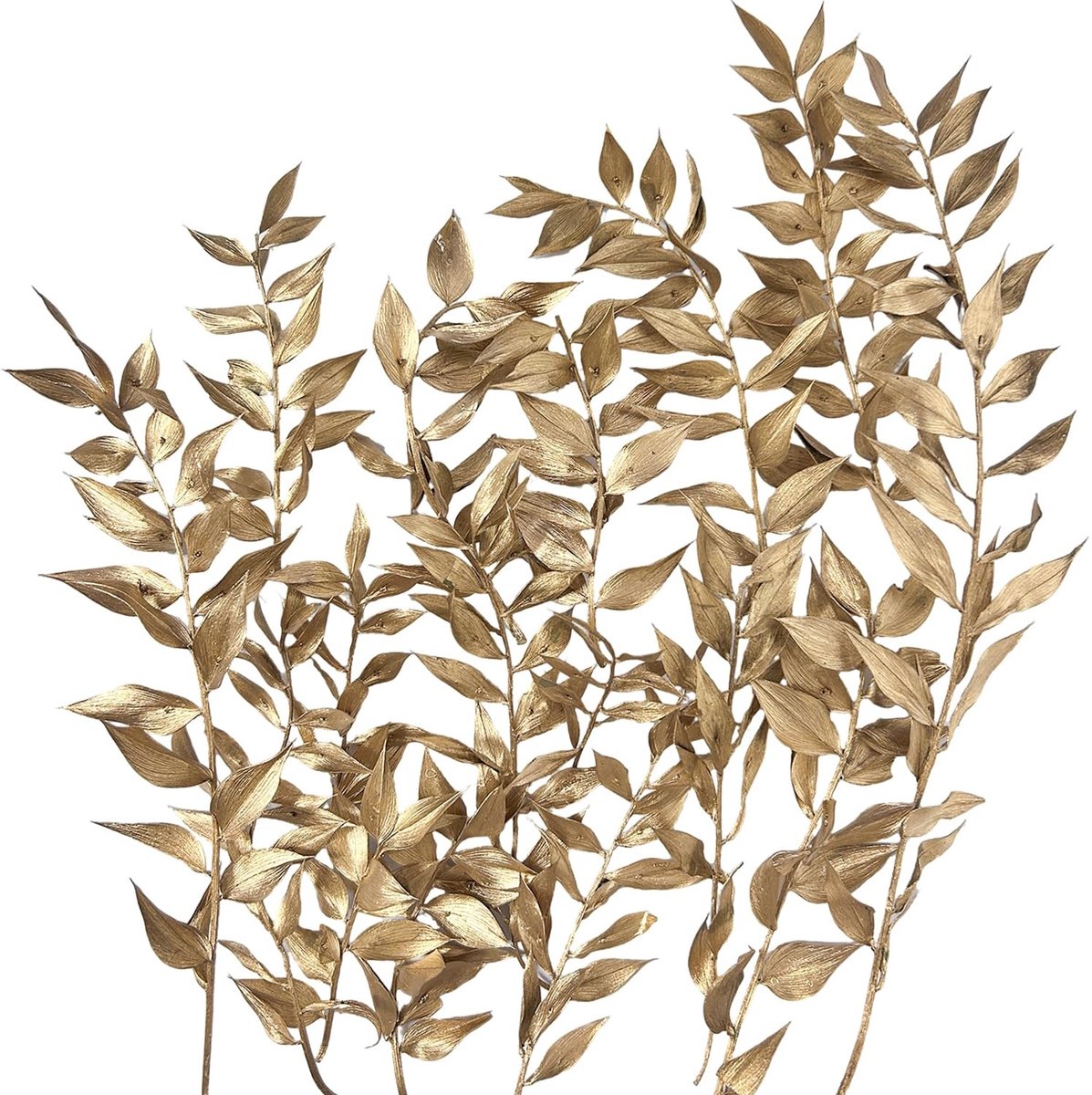 Omgoods - Gedroogde Ruscus Bladeren voor Decoratie