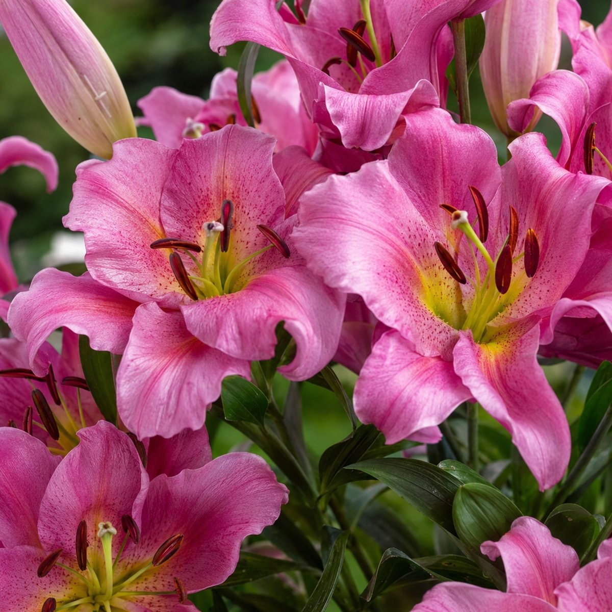 Boomlelie Purple Lady - Lilium OT hybrid - Snijbloemen - Voorjaarsbollen - bloeit in Juli / Augustus