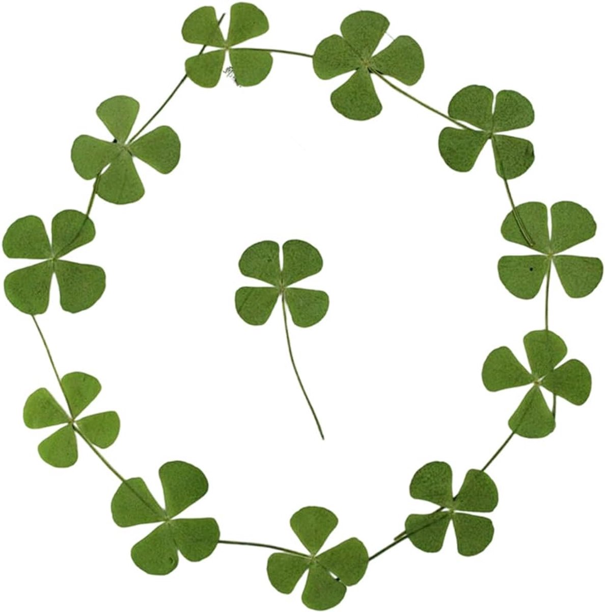 Gedroogde bloemen, St. Patrick's Day klaverblaadje, vierblaadje klaver, echte natuurlijke gedroogde geperste bloemen, voor hars kunst decoratief handwerk DIY