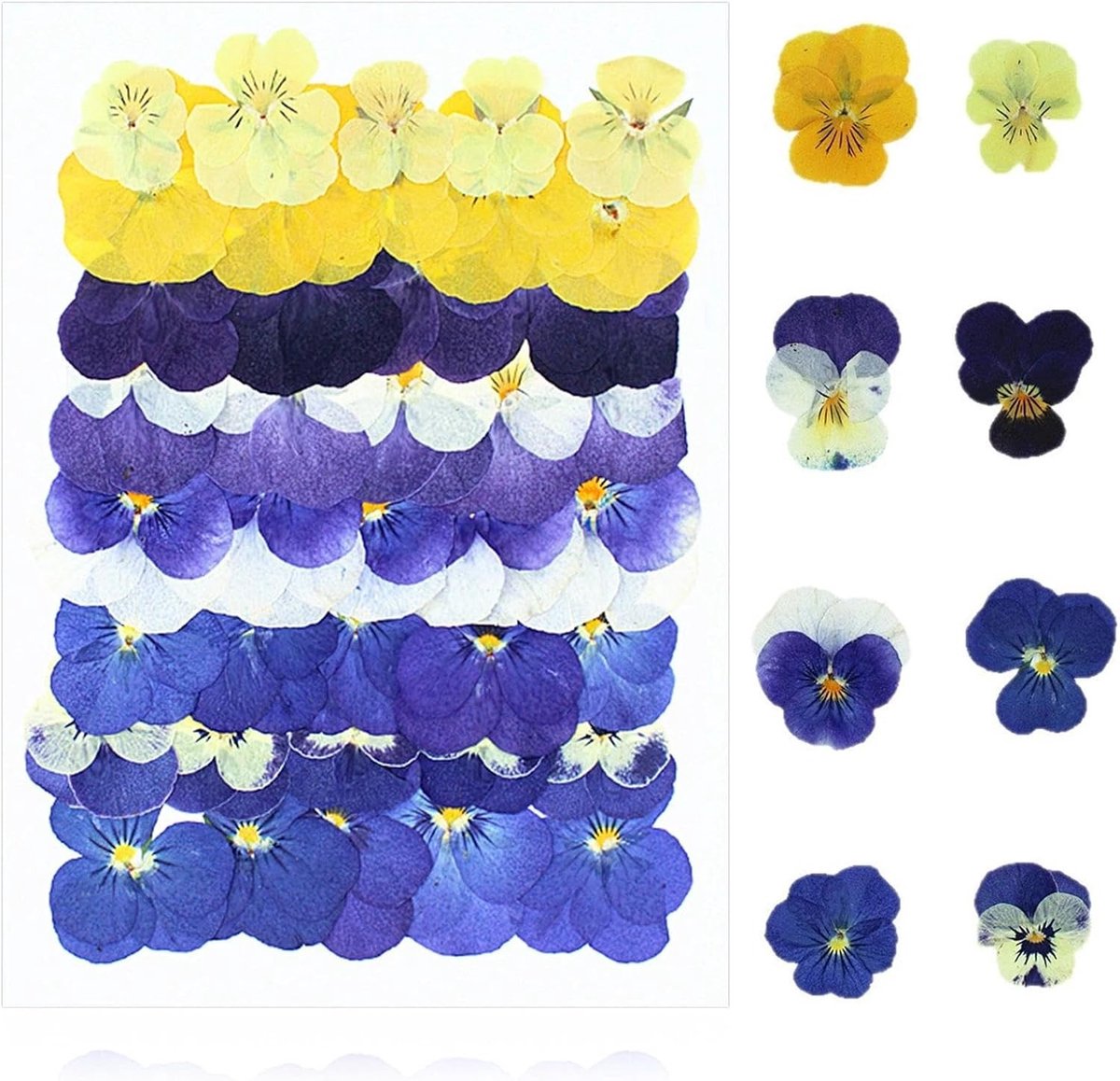 Pakket van 40 Droogbloemen, Kleurrijke Decoratie voor DIY Projecten, Cadeaus en Creatieve Ambachten