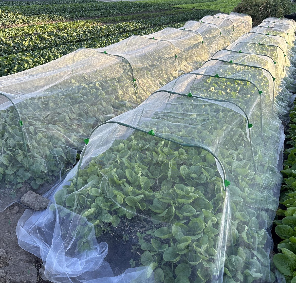 SnelShoppen - Tuingaas 3 x 13 m Fijnmazig Ongediertebarrière met 8 Sets Tuinhoepels - Bescherming voor Groenten, Planten, Fruit en Bloemen Tegen Onged
