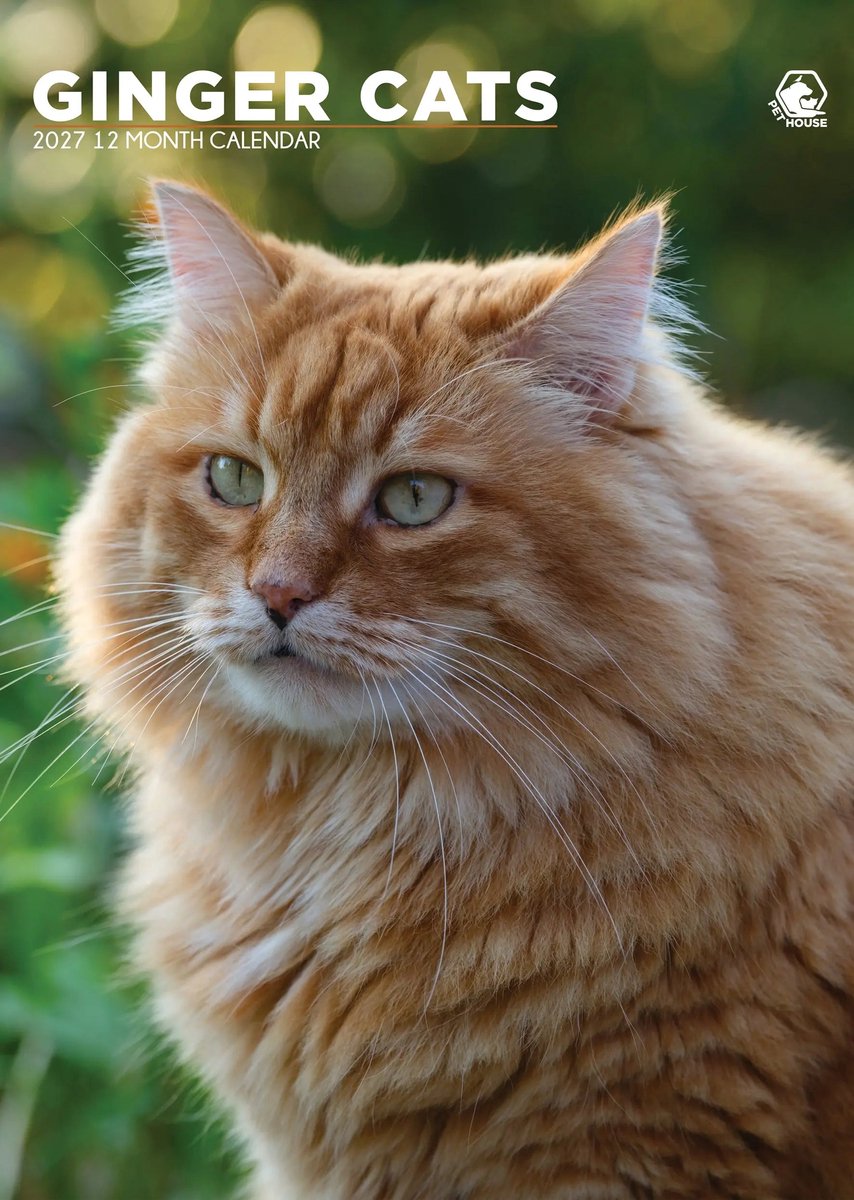 Rode Katten A3 Kalender 2027