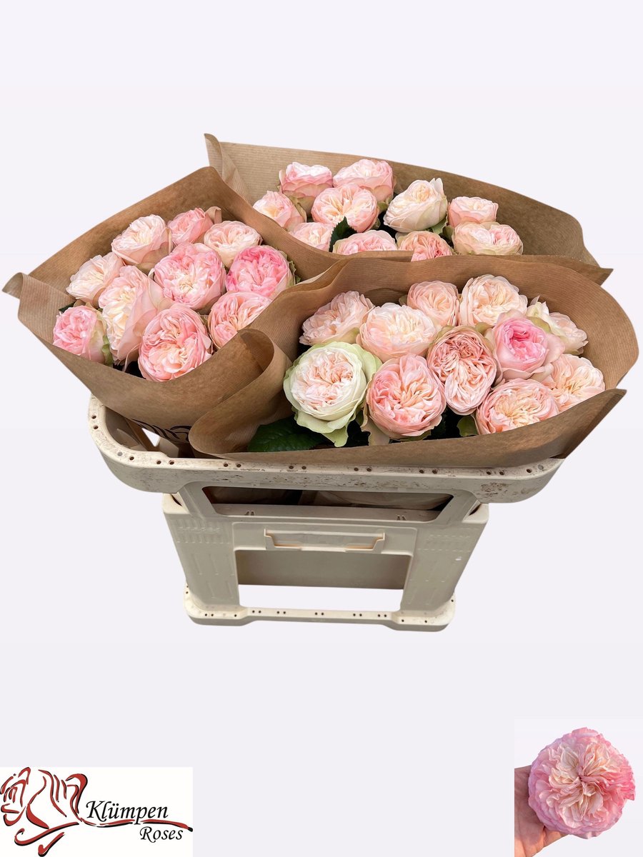 10x Rosa springfield park! 60cm