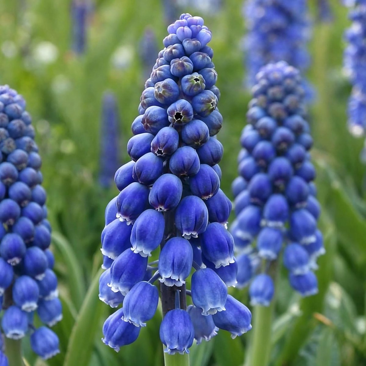 Blauwe Muscari - Druifjes - 3 stuks - Bloembollen - Meerkleurig - Bloem bollen