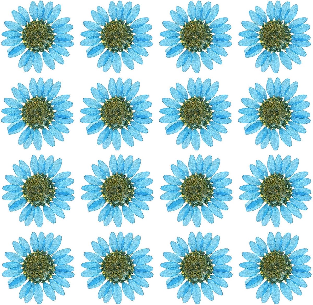 Gedroogde geperste bloemen, natuurlijke madeliefjes, bloemen voor doe-het-zelf handwerk, huisdecoratie, nageldecoratie, saffierblauw