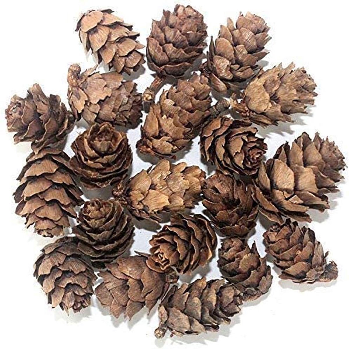 Natuurlijke dennenappels pijnappelklier Aquarium Terraria Miniatuur Tuin Fairy Tuinen Poppenhuis Decoratie 1-2cm 30-delig