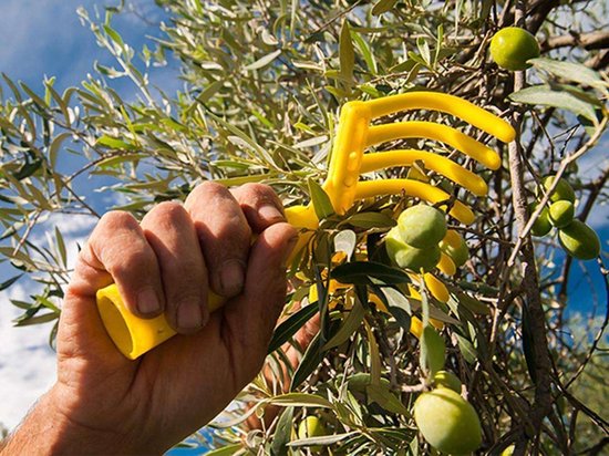 Harken voor olijfoogst - kam 9 tanden met gat voor bevestiging van het handvat - 4 stuks — afbeelding 2