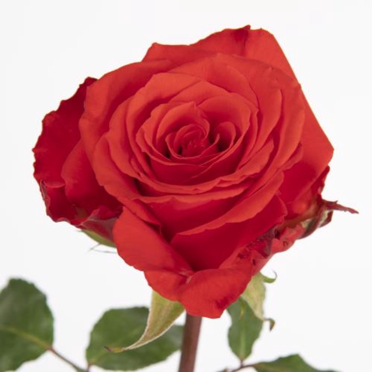 20x Rosa bright torch 60cm