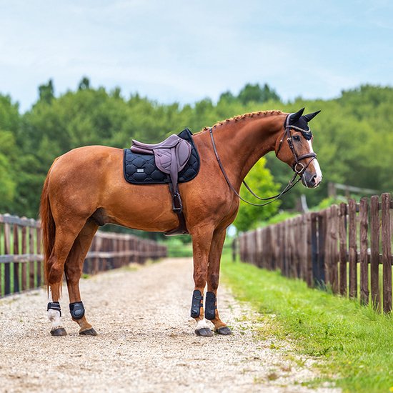 Bruin paard met een zwart zadeldek en zadel in een landelijke buitenomgeving.