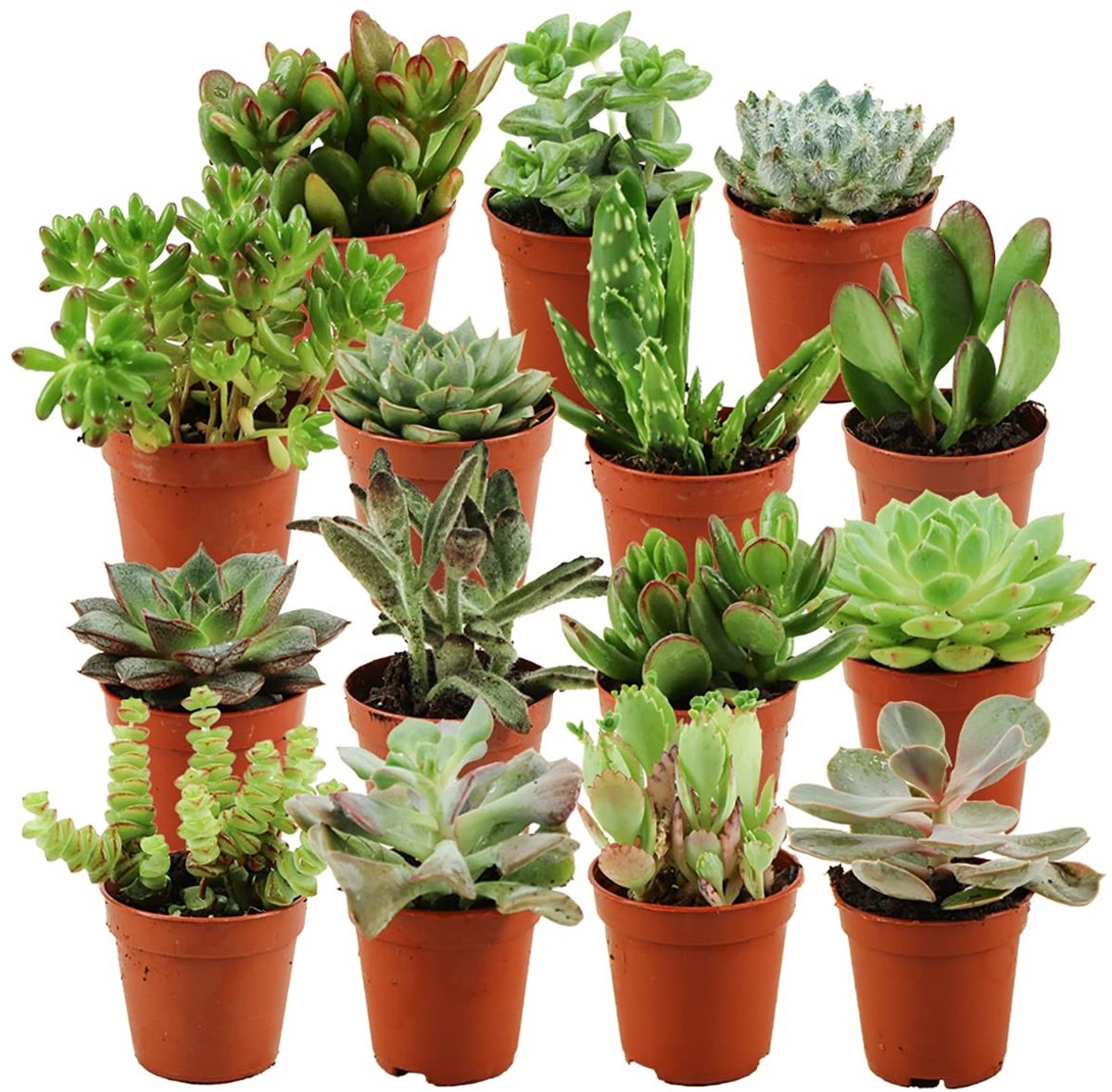 Omgoods- Succulenten Mix 15 Stuks - Mini Plantenpot Ø 5,5 cm - Hoogte 5-10 cm - Echte Vetplant - Gemakkelijke Kamerplant - Veilige Verzenddozen - Vetplanten