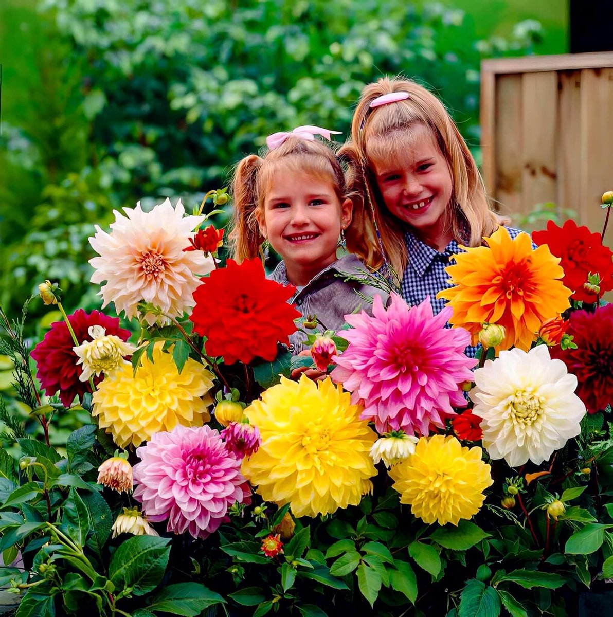 SnelShoppen - DinnerPlate Gigantische Dahlia bollen collectie, 5 soorten dahlia bloembollen, echte grote dahlia planten voor tuin en potten, Nederland