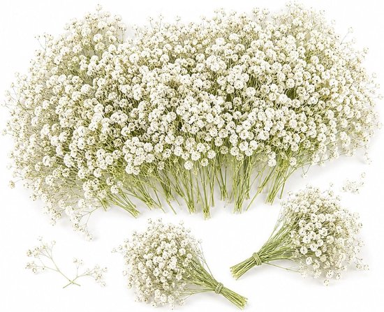 Grand bouquet et petits bouquets de fleurs blanches séchées sur fond blanc, avec des brindilles séparées.