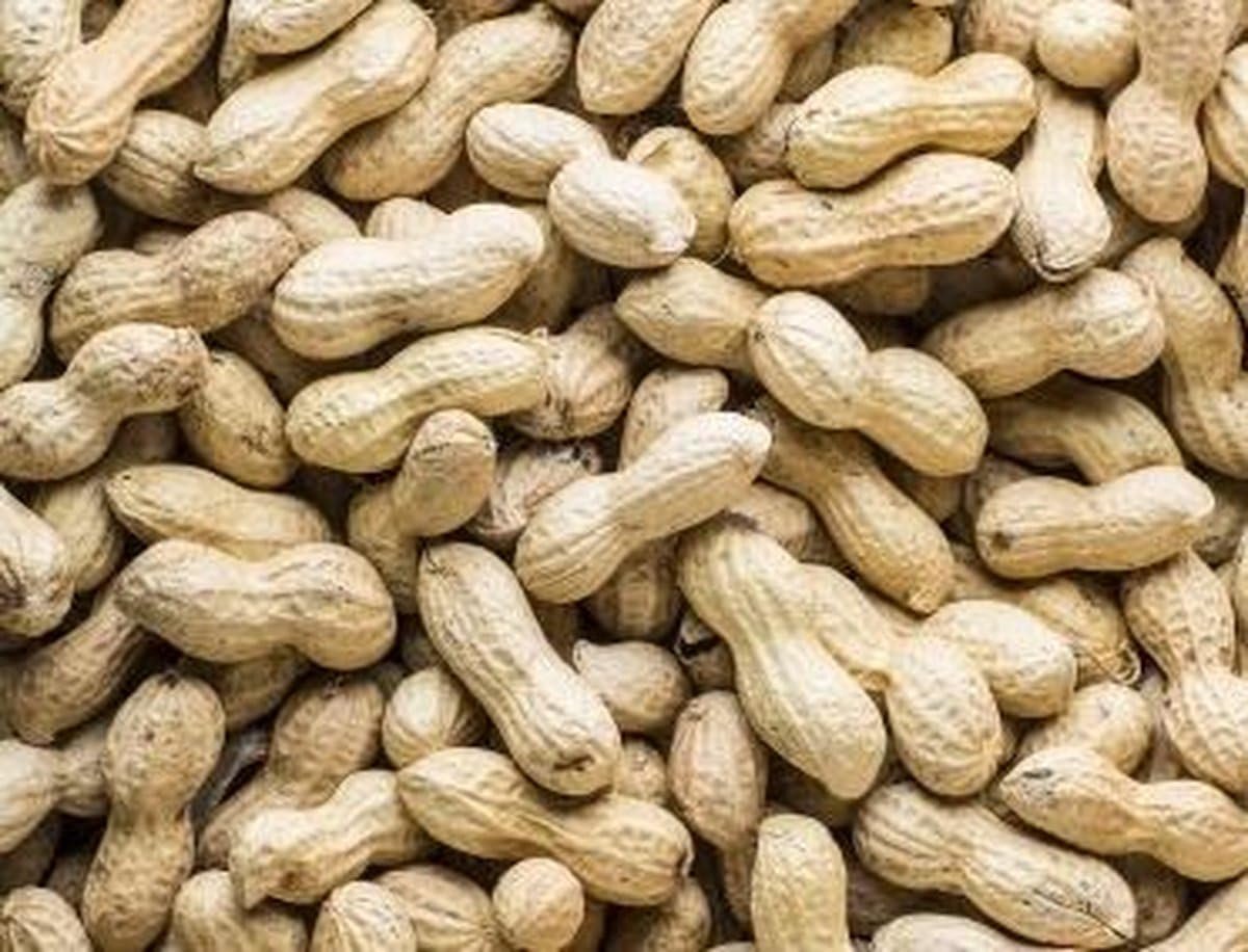 SnelShoppen - 10 kg Dop Pinda's - Ongepelde Pinda's in Schelp - Vogels Voer - Energierijk Tuinvoer voor Tuinvogels