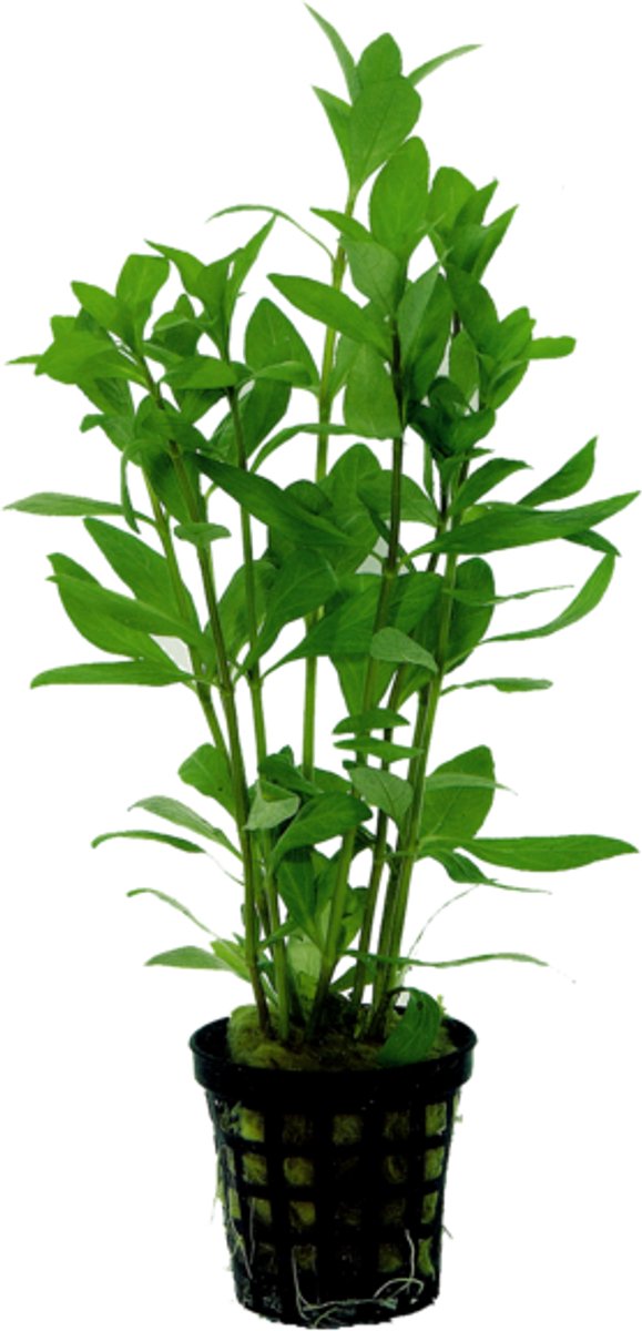 Waterplant hygrophila polysperma 5cm pot