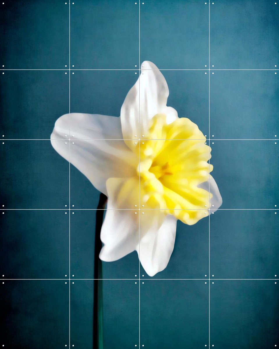 IXXI Narciso, Angelo Cerantola - 80 x 100 cm - Gratis ophangtool - Grote wanddecoratie en posters - Fotografie, Gang, Woonkamer, Slaapkamer, Bloemen
