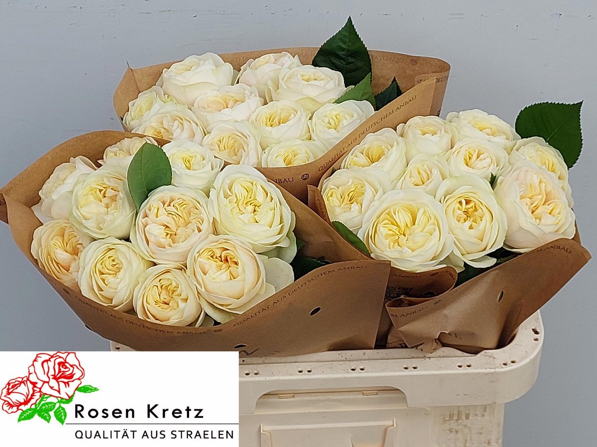 10x Rosa whitechapel 60cm