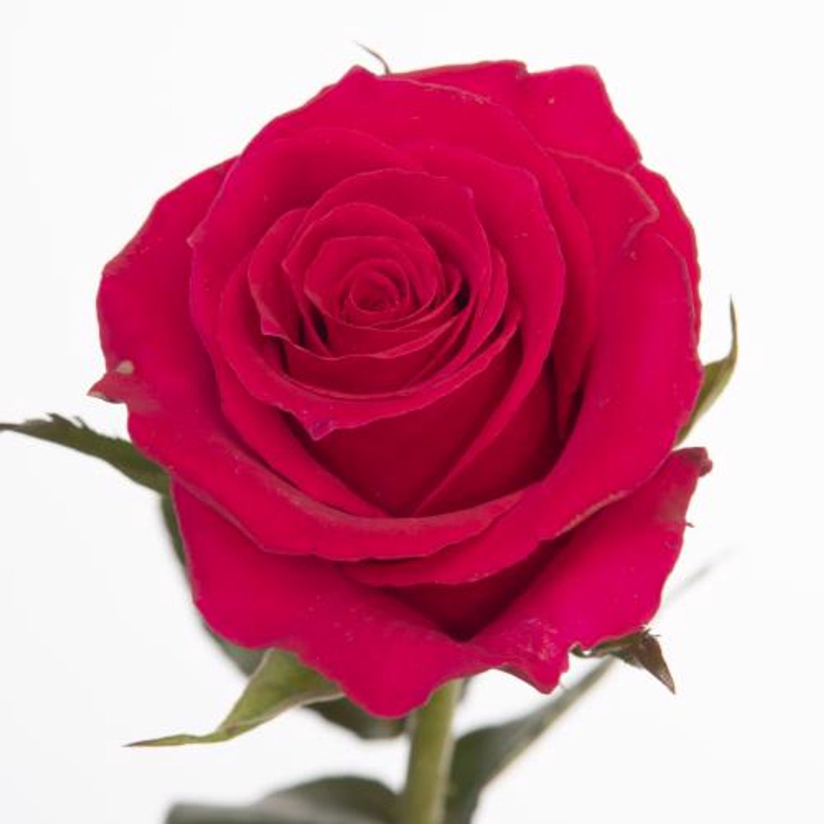 25x Rosa gotcha 50cm
