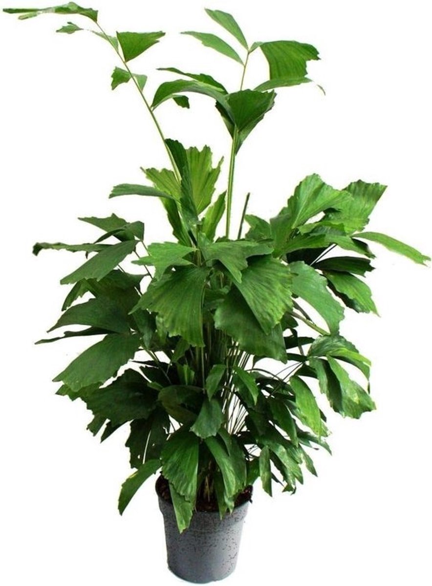 Visstaartpalm voor binnen - Elegante tropische palm van circa 120 cm