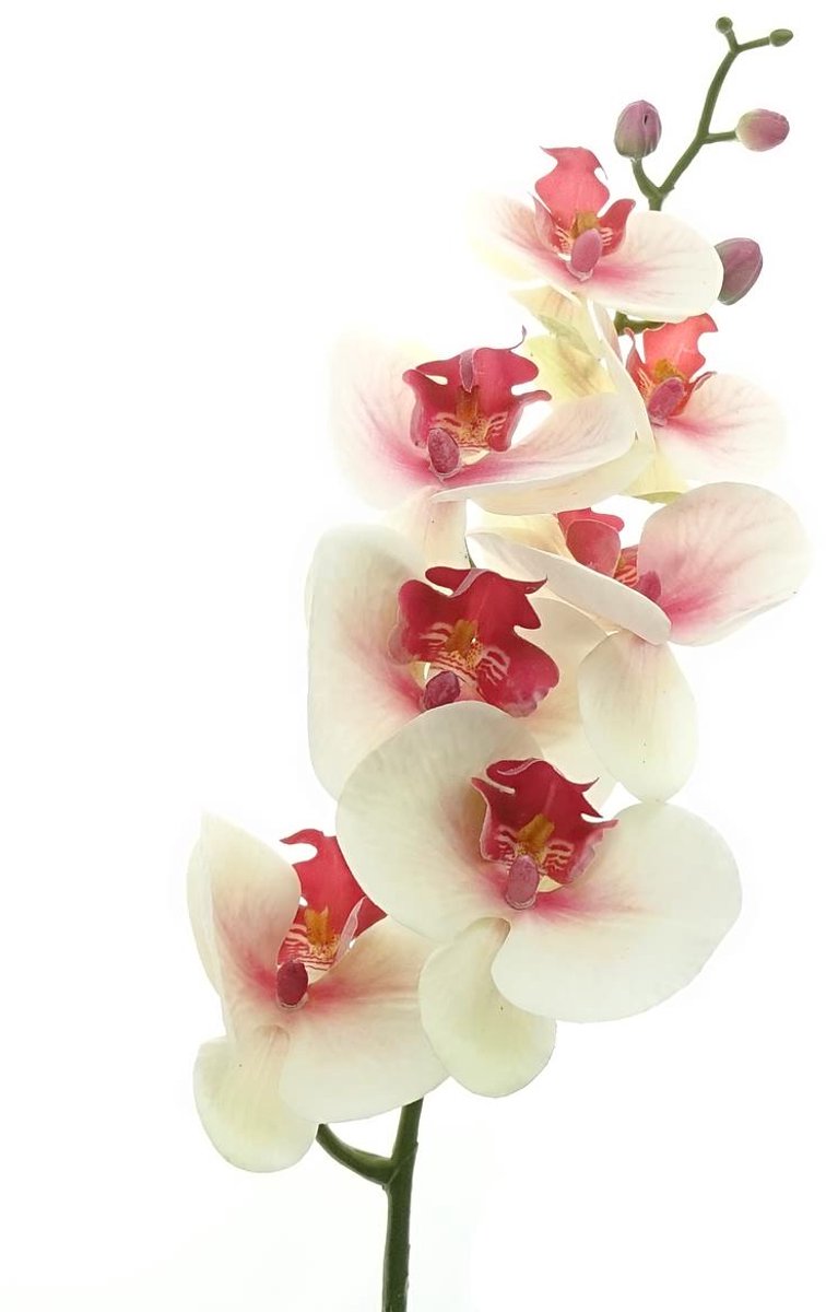 Gasper Vlinderorchidee Phalaenopsis Wit & Roze Oog 86 cm