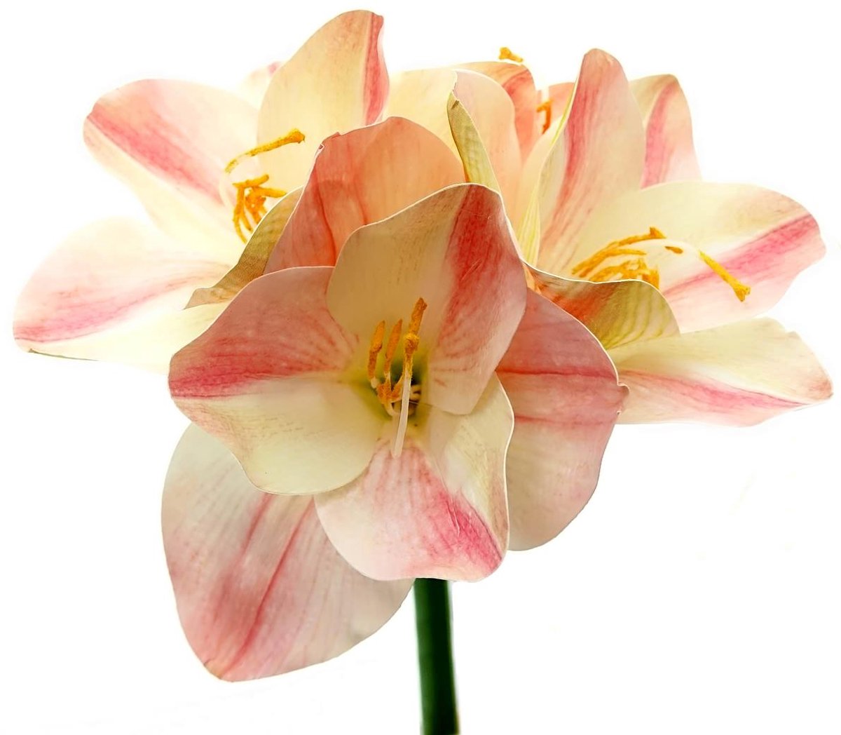 Gasper Amaryllis Tweekleurig Crème & Roze - Steellengte 56 cm