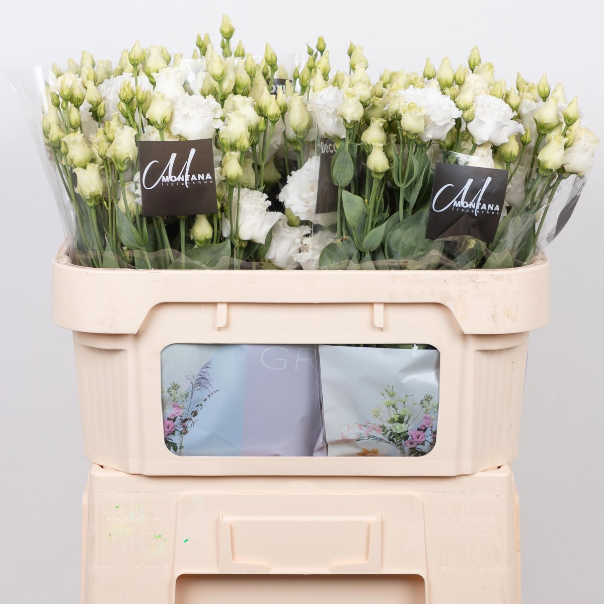 10x Eust.celeb chrystal du 70cm