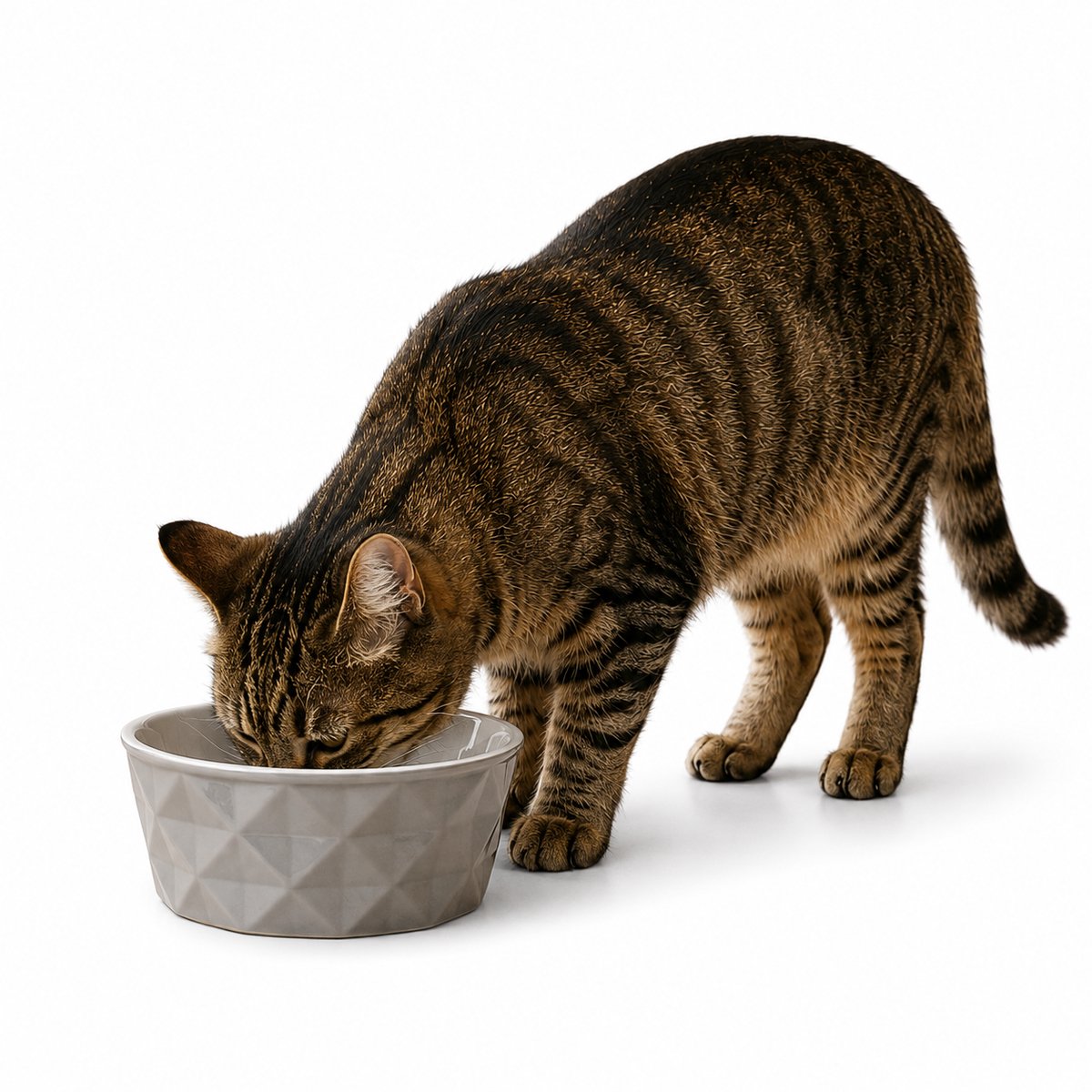 belviona Kattenvoerbak keramiek voor natvoer, droogvoer & water, 550 ml mat donkergrijs/lichtgrijs