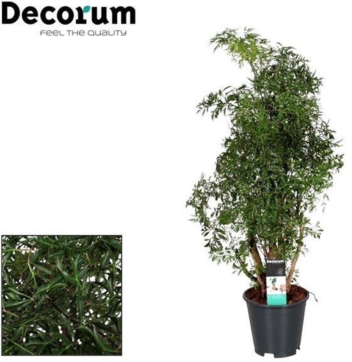 Polyscias Hawaiiana Ming - Ø17cm - 65cm