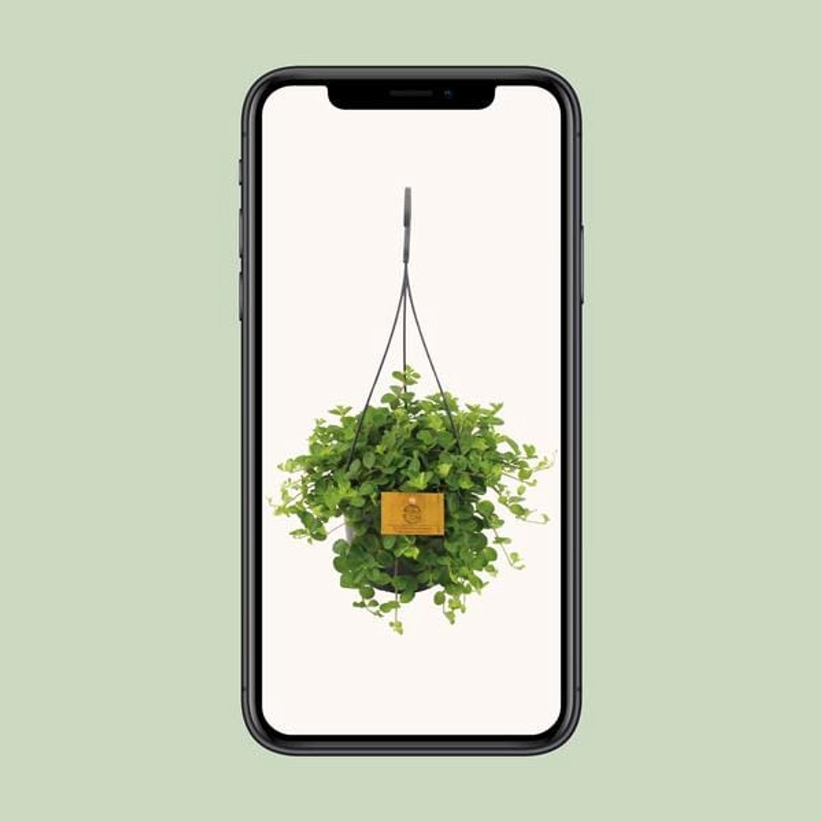 Peperomia Rotundifolia - Ø15cm - 25cm