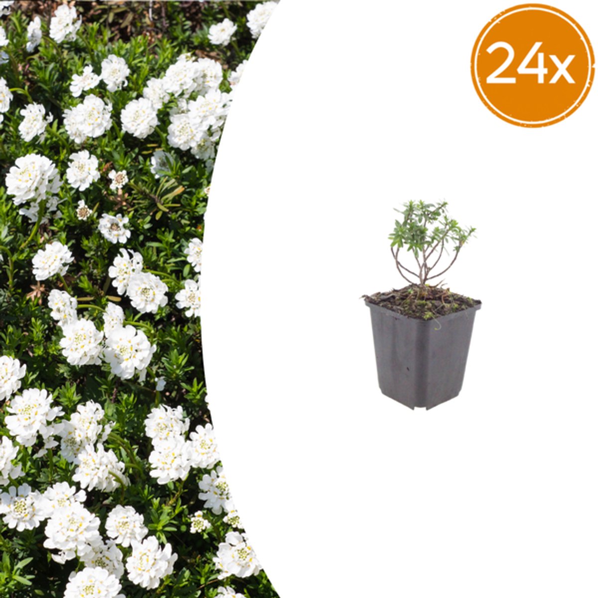 24x Iberis semp. 'Schneeflocke' - 10-25cm - Ø9cm