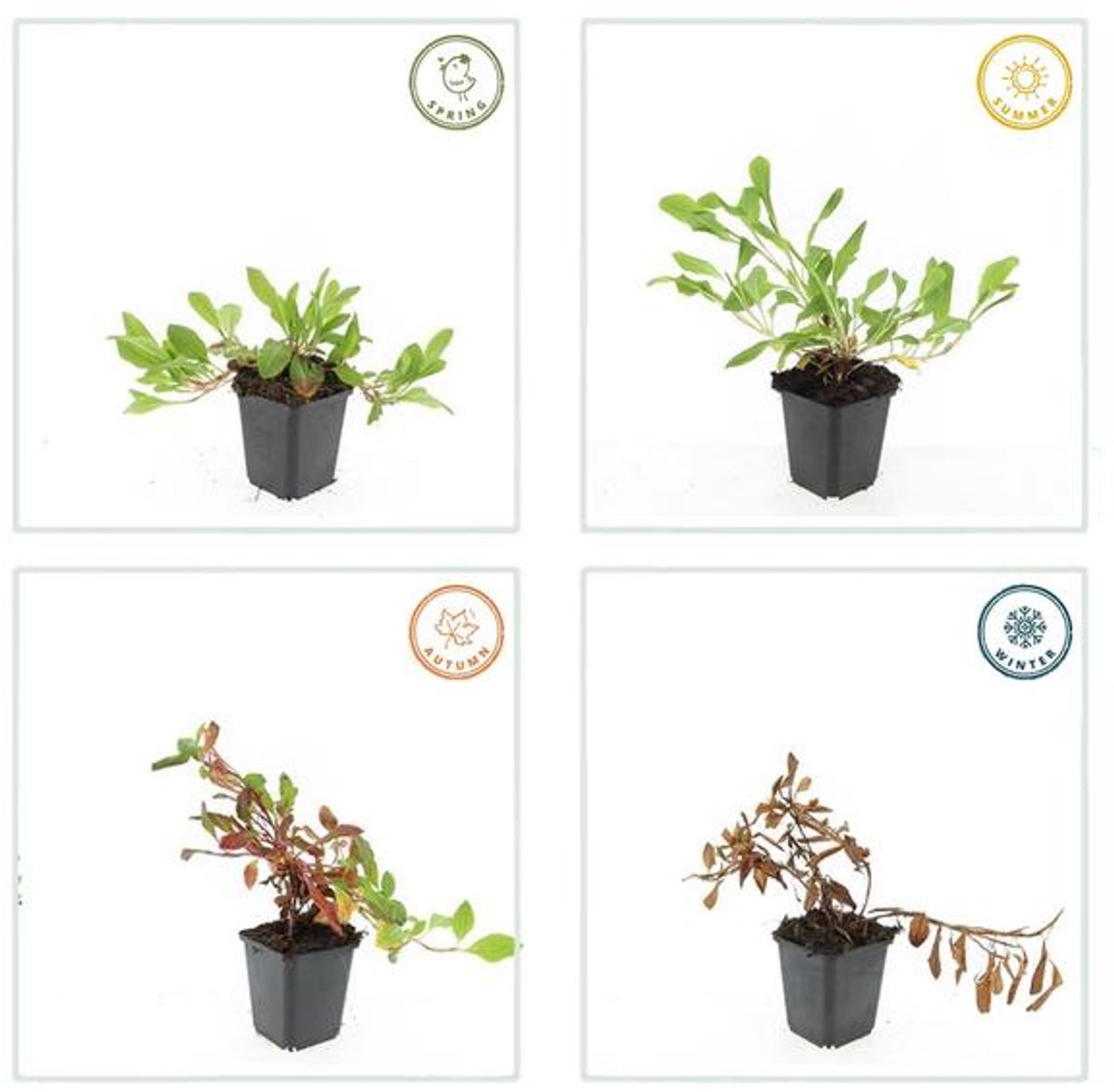 48x Persicaria aff. 'Darjeeling Red' - 10-25cm - Ø9cm