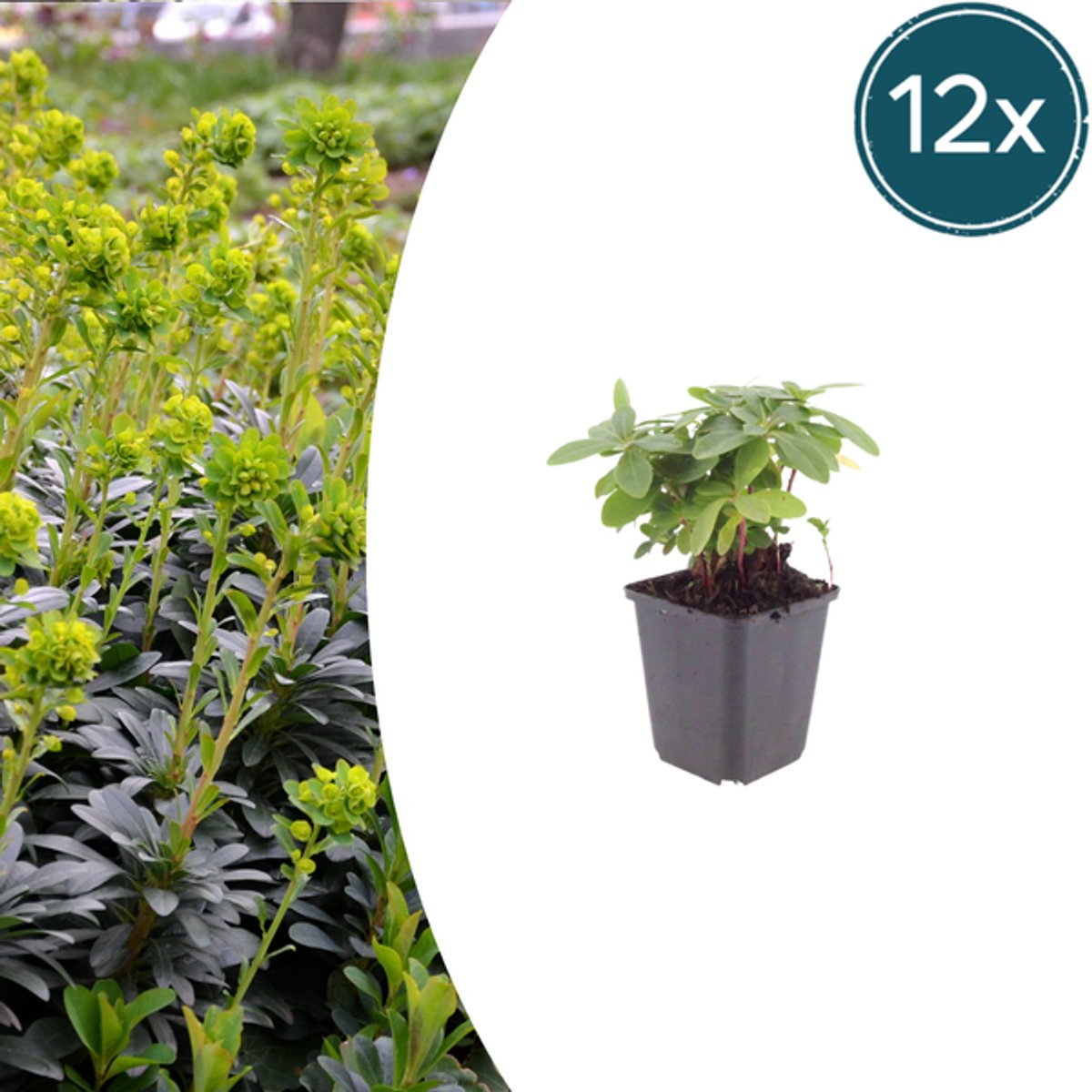 12x Euphorbia amygdal. robbiae - 10-25cm - Ø9cm