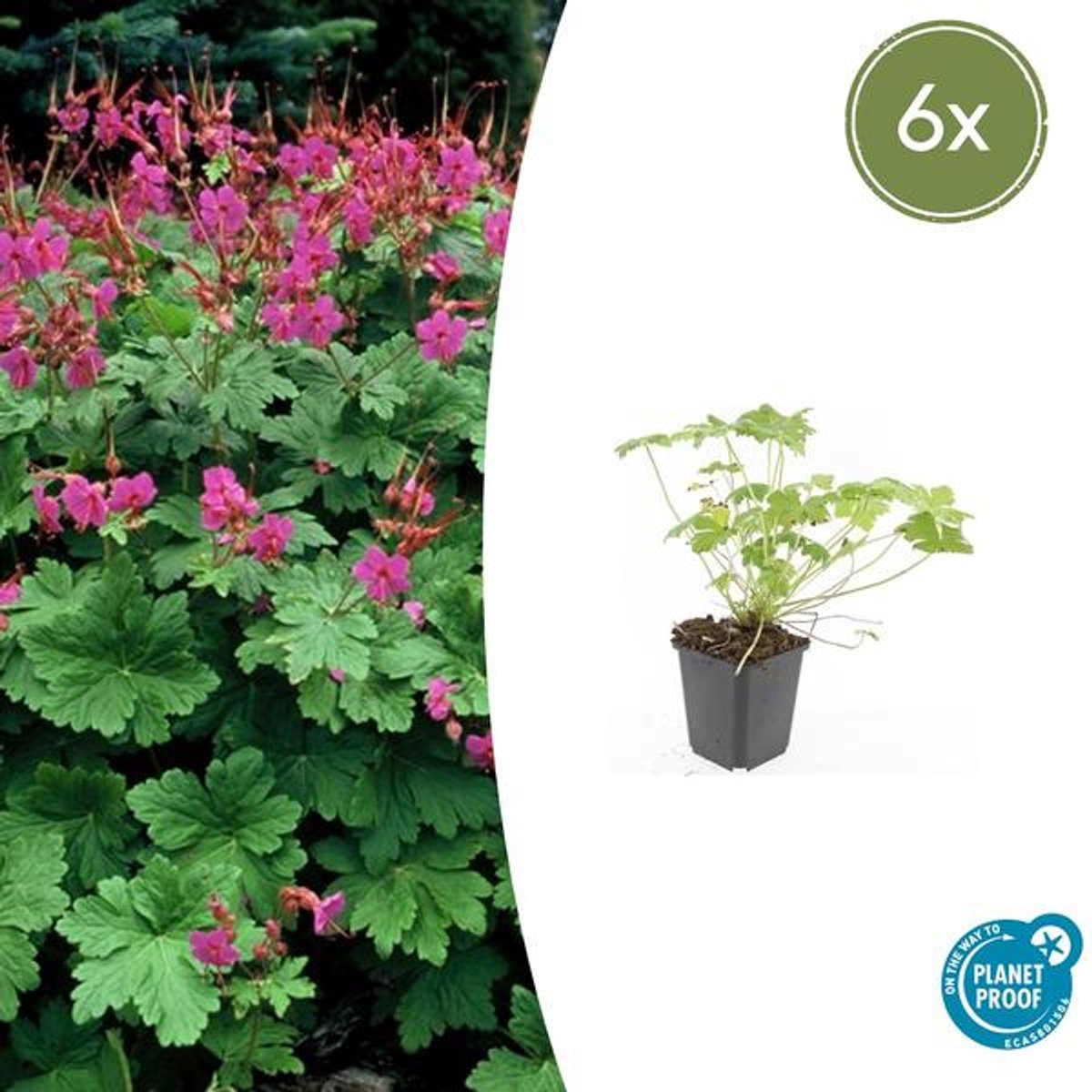 6x Geranium macr. 'Czakor' - 10-25cm - Ø9cm