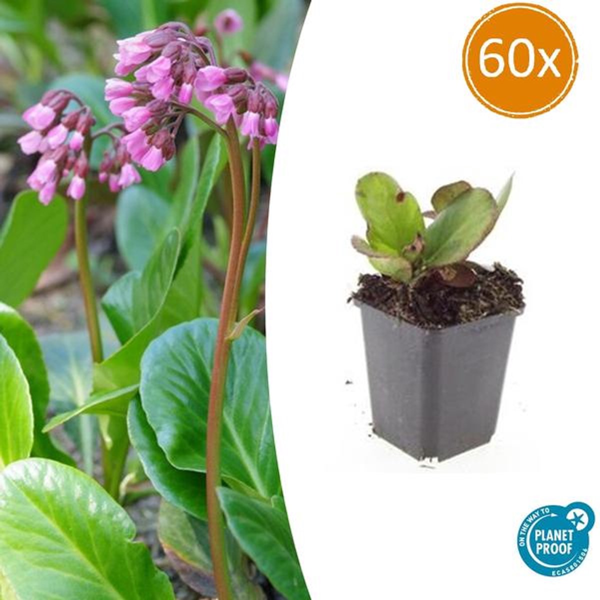 60x Bergenia cordifolia 'Herbstblüte' - 10-25cm - Ø9cm