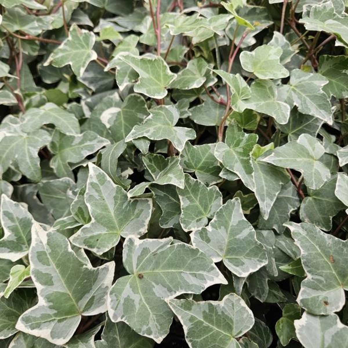 48x Hedera helix 'Glacier' - 10-25cm - Ø9cm