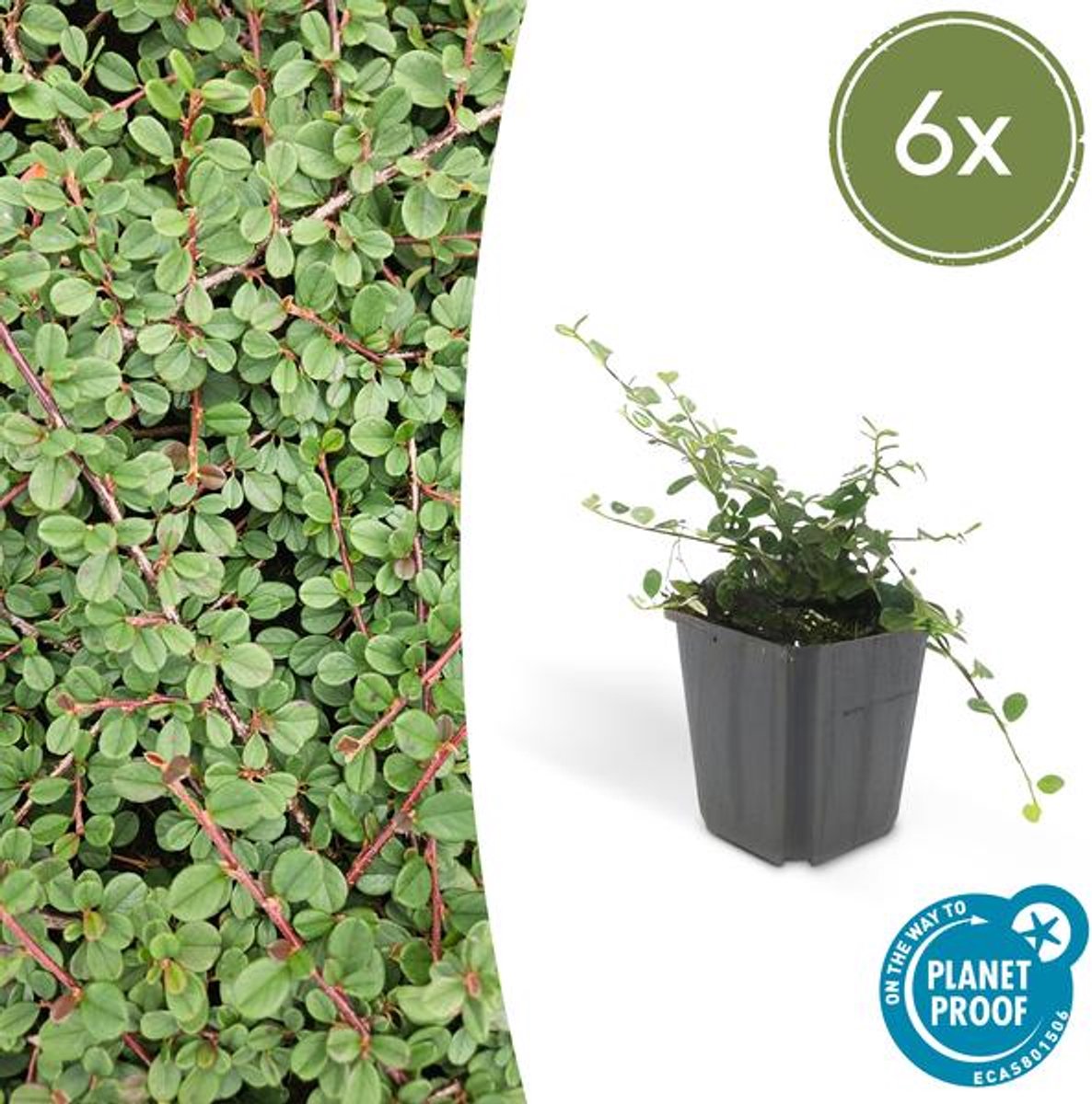 6x Cotoneaster pr. 'Queen of Carpets' - 10-25cm - Ø9cm