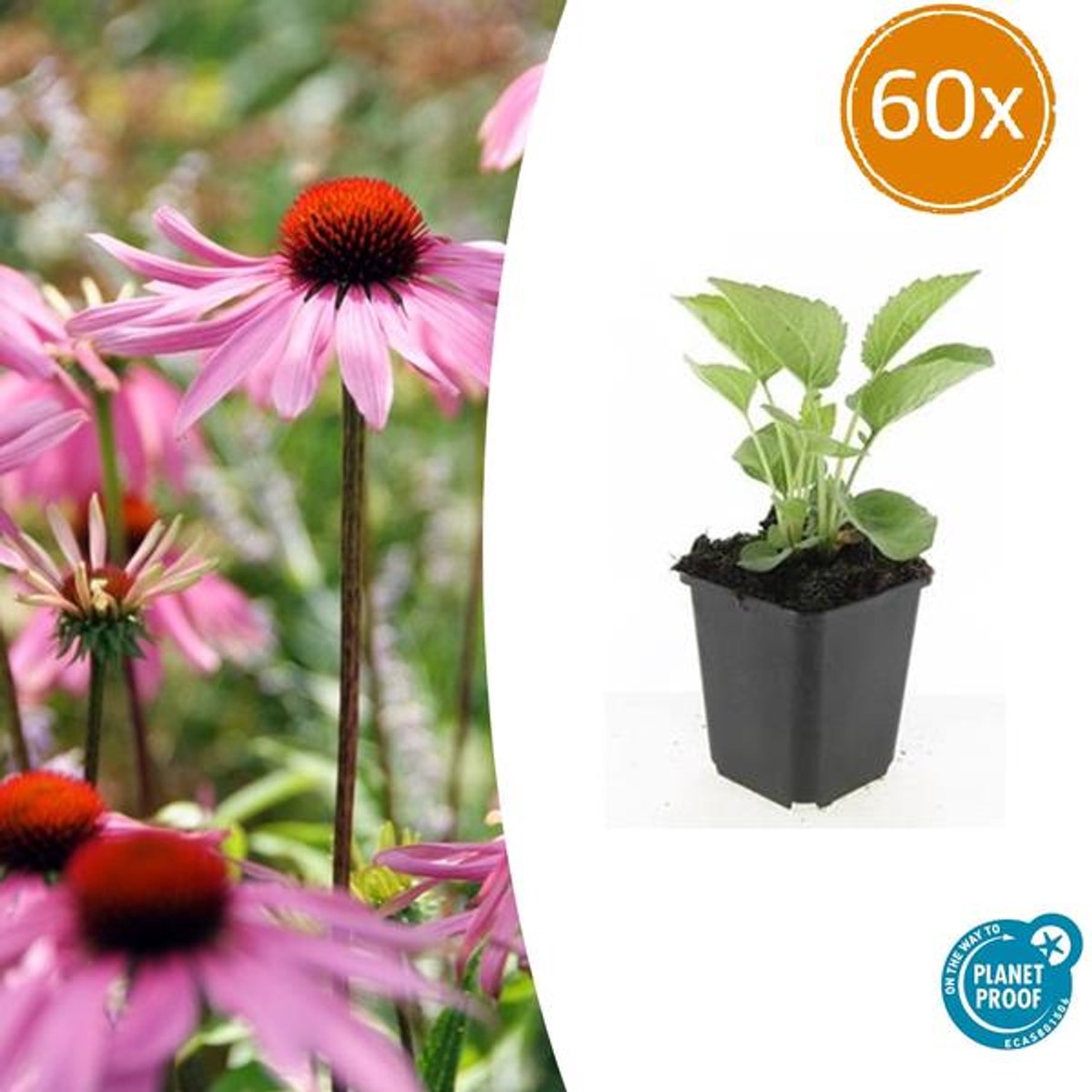60x Echinacea p. 'Magnus' - 10-25cm - Ø9cm