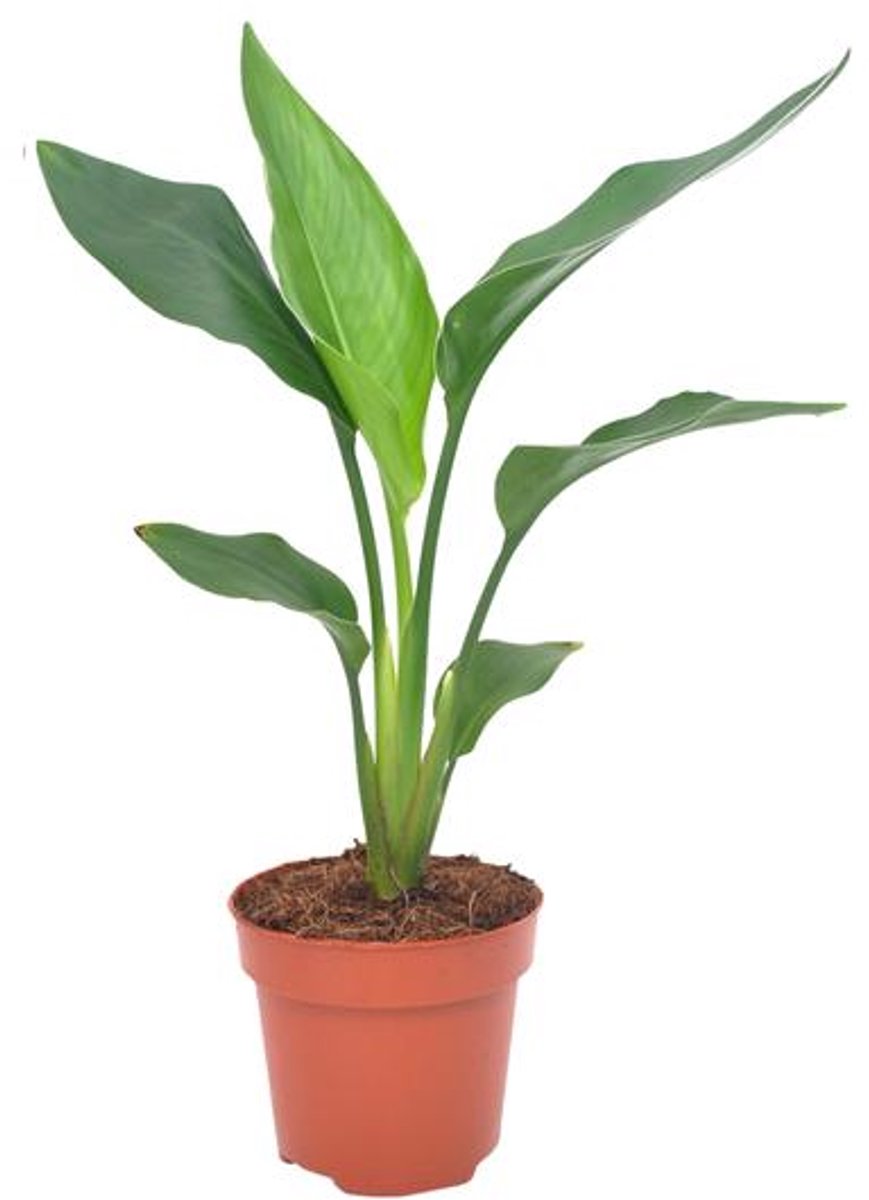 Strelitzia Reginea - Ø12cm - 40cm
