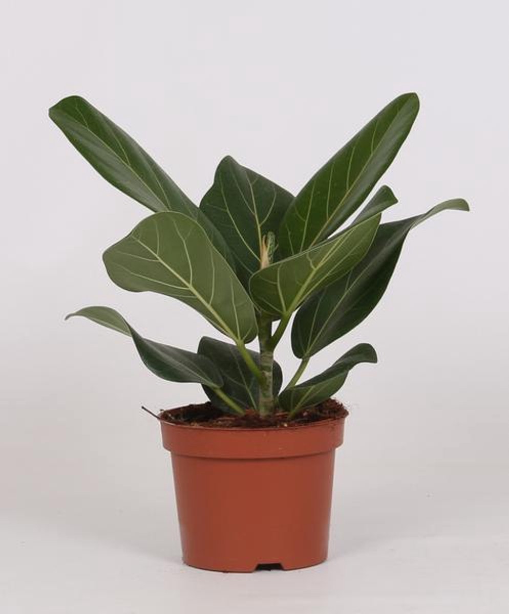 Ficus Bengalensis - Ø12cm - 25cm