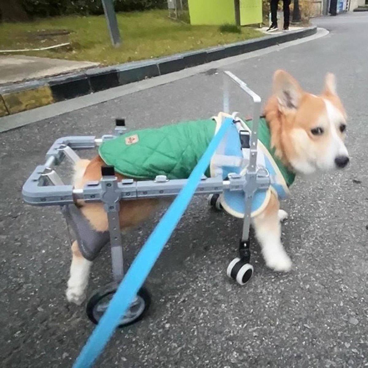 Honden Rolstoel - Hondentrolley Hondenkar - Mobiliteit Verbeteren - Volledige Ondersteuning - 4 Wielen - Zwart