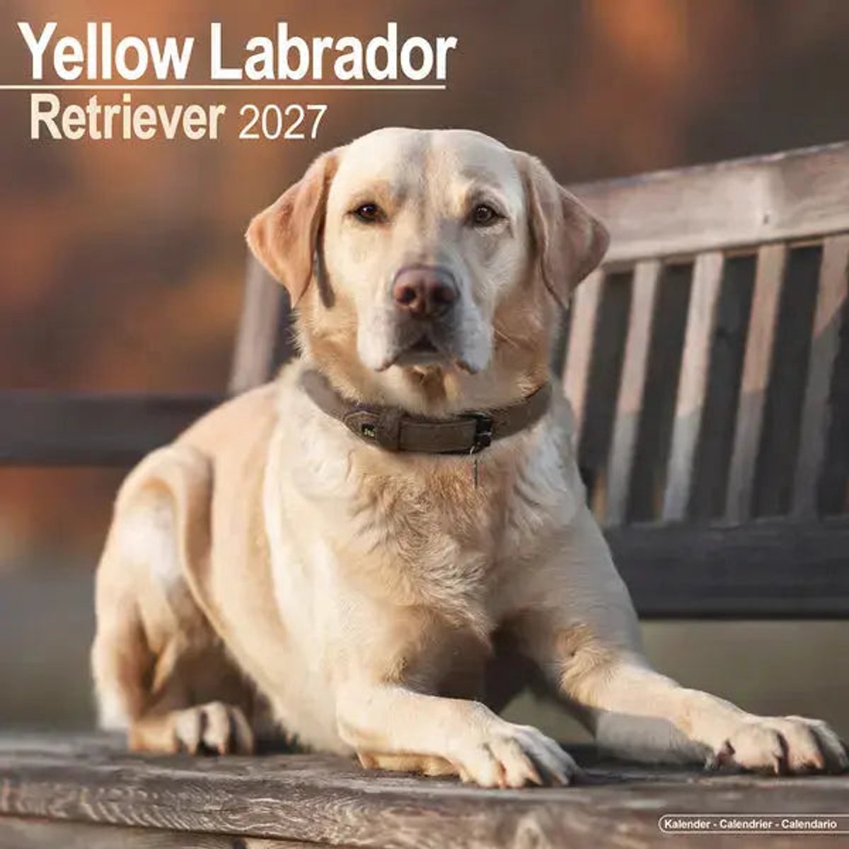 Labrador Retriever Blond Kalender 2027