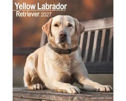 Labrador Retriever Blond Kalender 2027