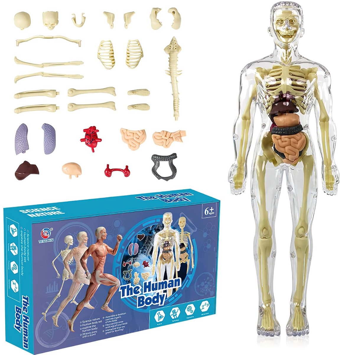 SnelShoppen - 3D menselijk lichaam torso model, anatomie model menselijk lichaam, skelet model, educatief model voor kinderen, leren over organen en s