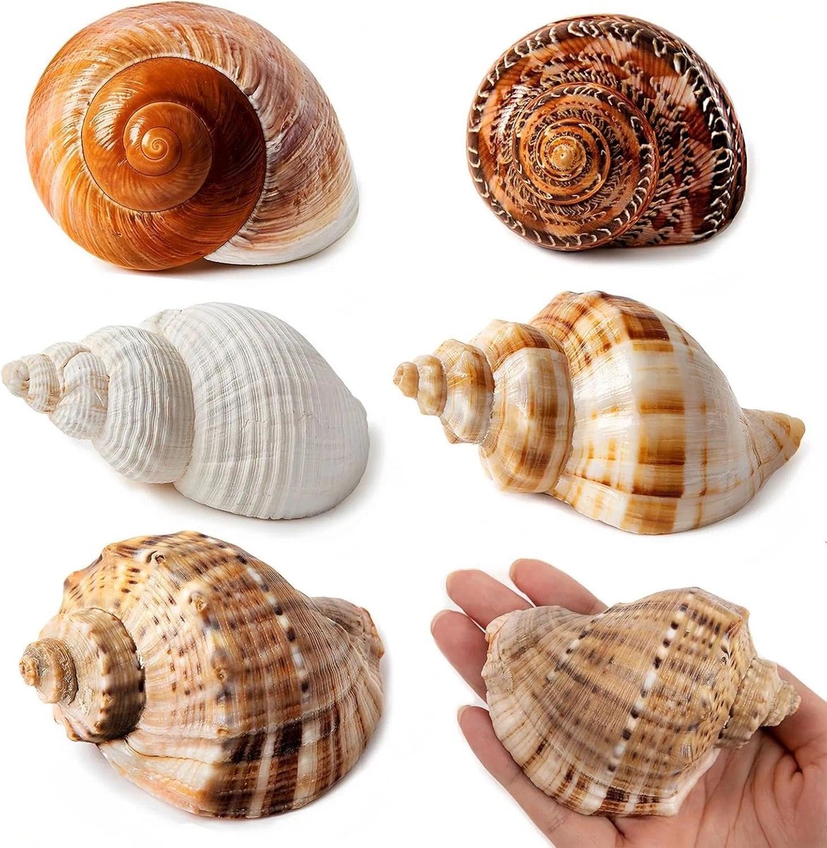 Large natural shells for hermit craba, size 3-12 cm, opening 4-6.8 cm, sea shells for decoration, crafts and marine - ShopVlot
